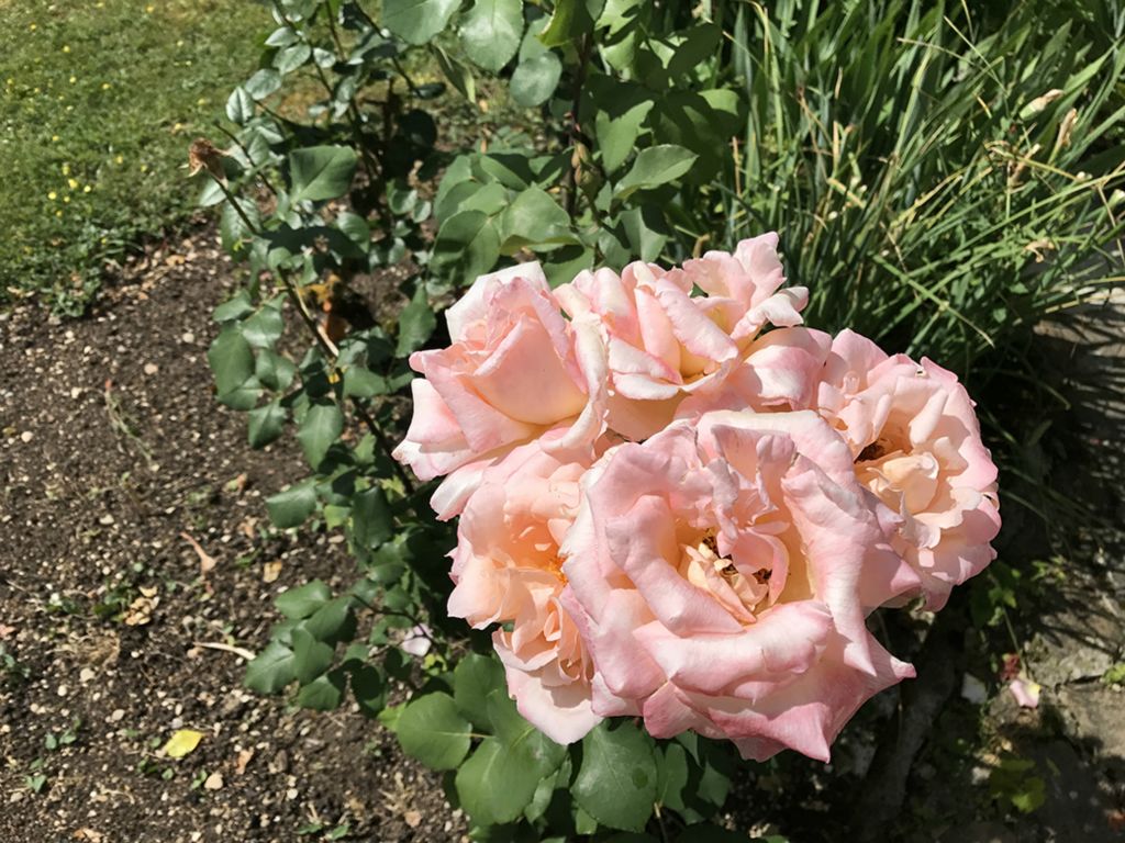 Rose in the garden at La Marotiere at Mareuil-sur-Äy